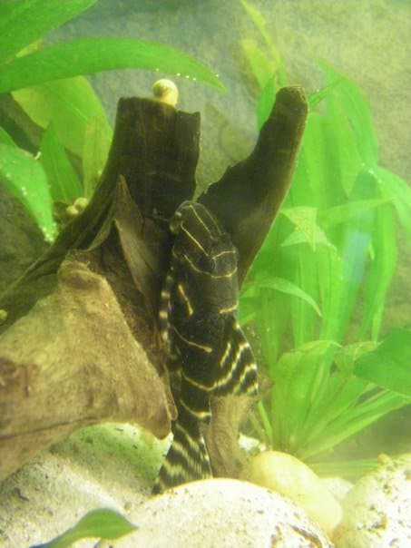 金線黑斑馬異型